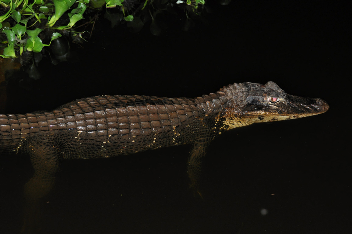 Black Caiman at night