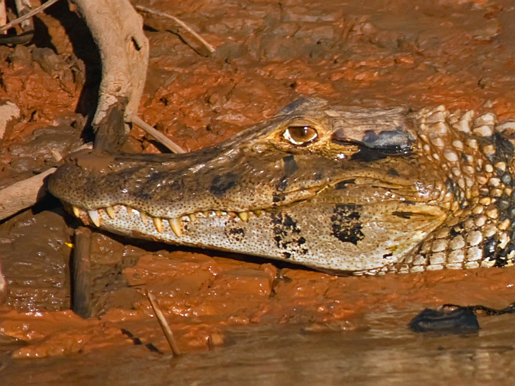 Black Caiman