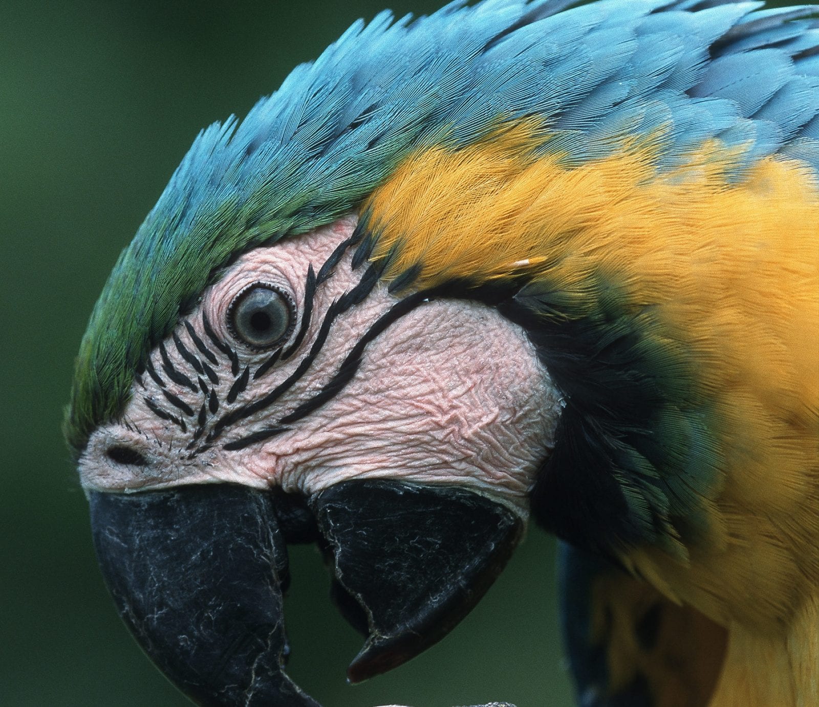 Blue and Gold Macaw - Face up close