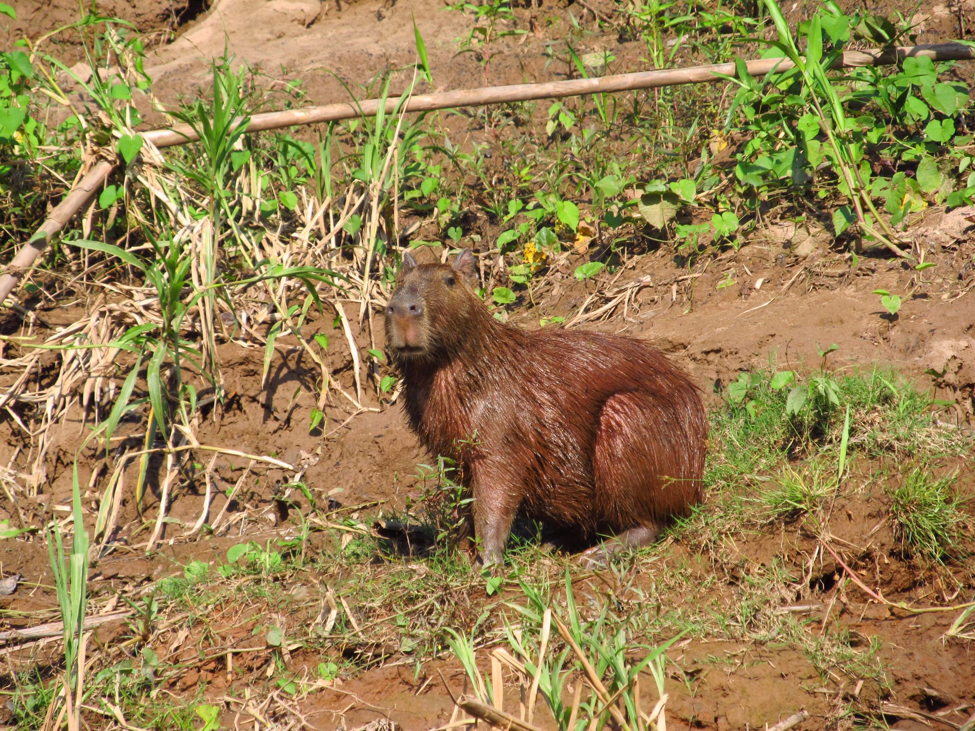 Capybara by the banks of the Tambopata River