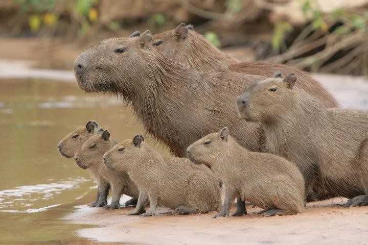 Capybara family