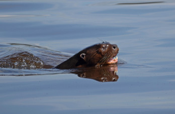 Giant Amazon River Otter