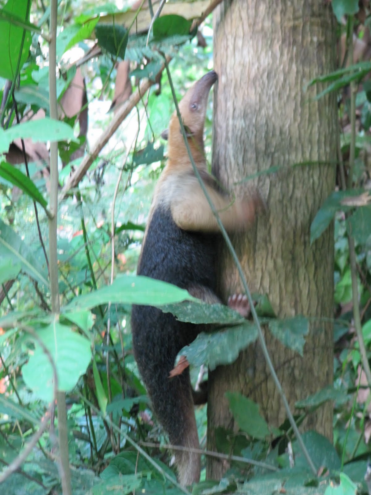 Giant Anteater climbing a tree in Tambopata