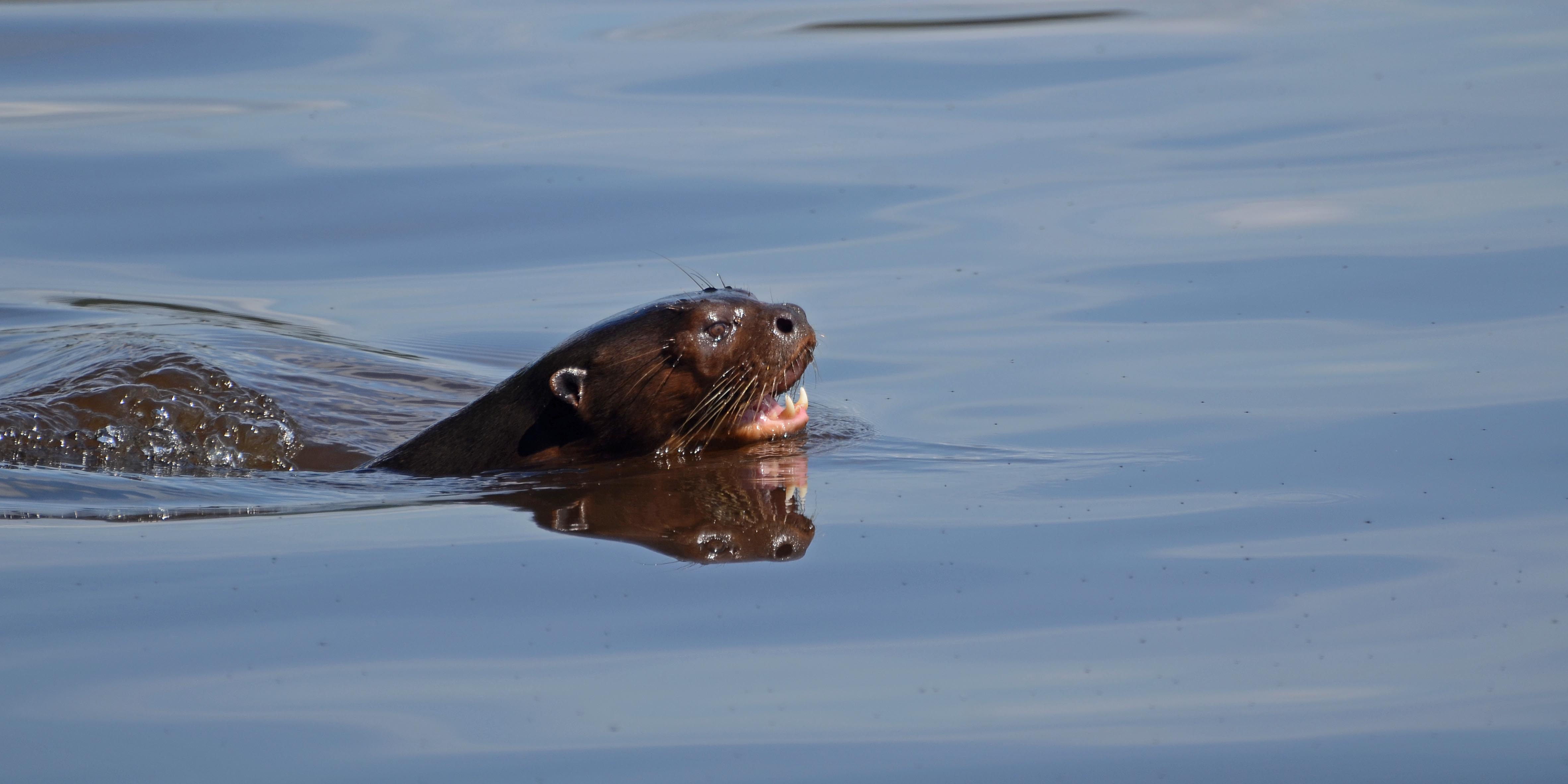 Giant River Otter swimming