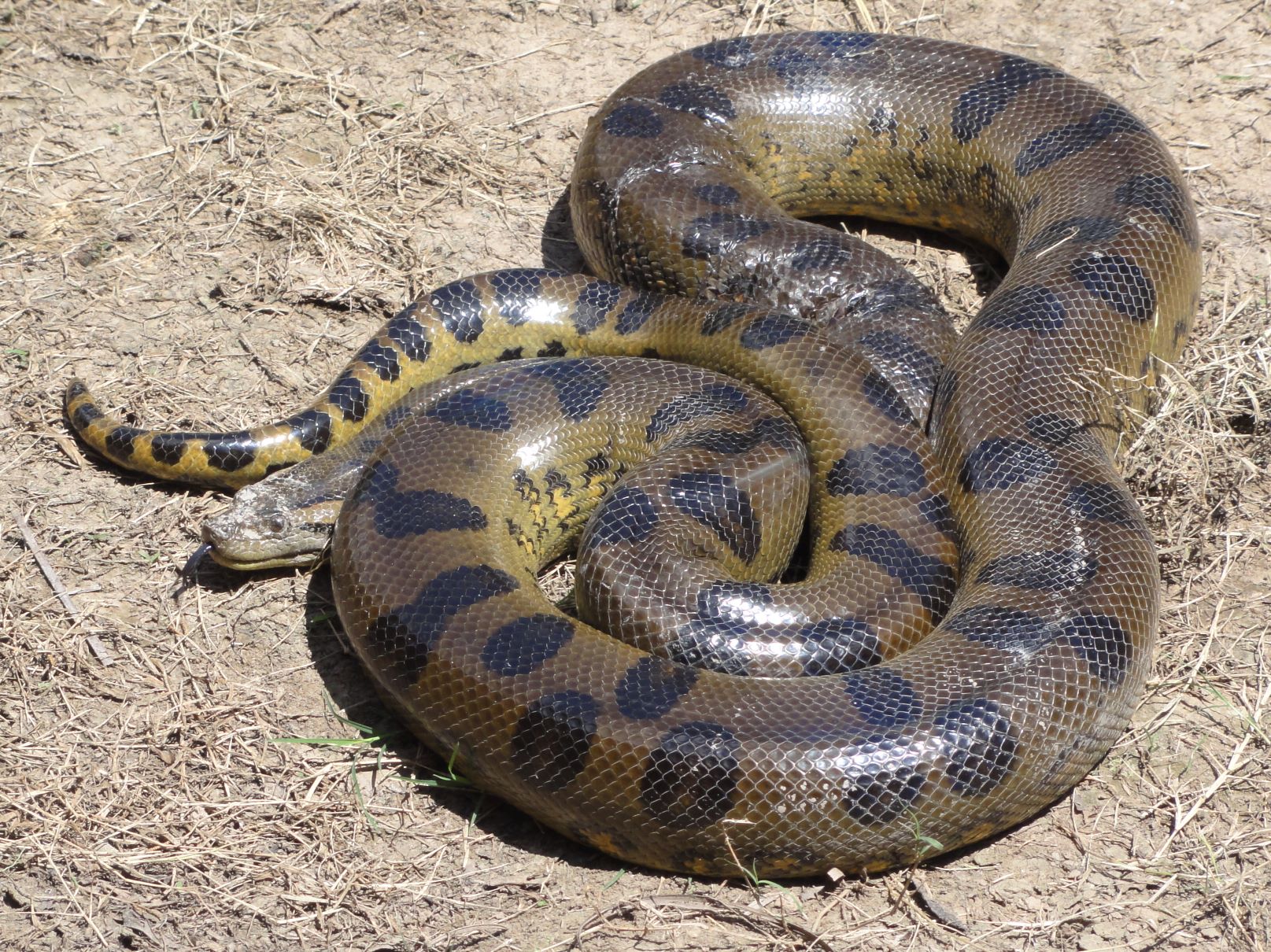 Green Anaconda coiled up