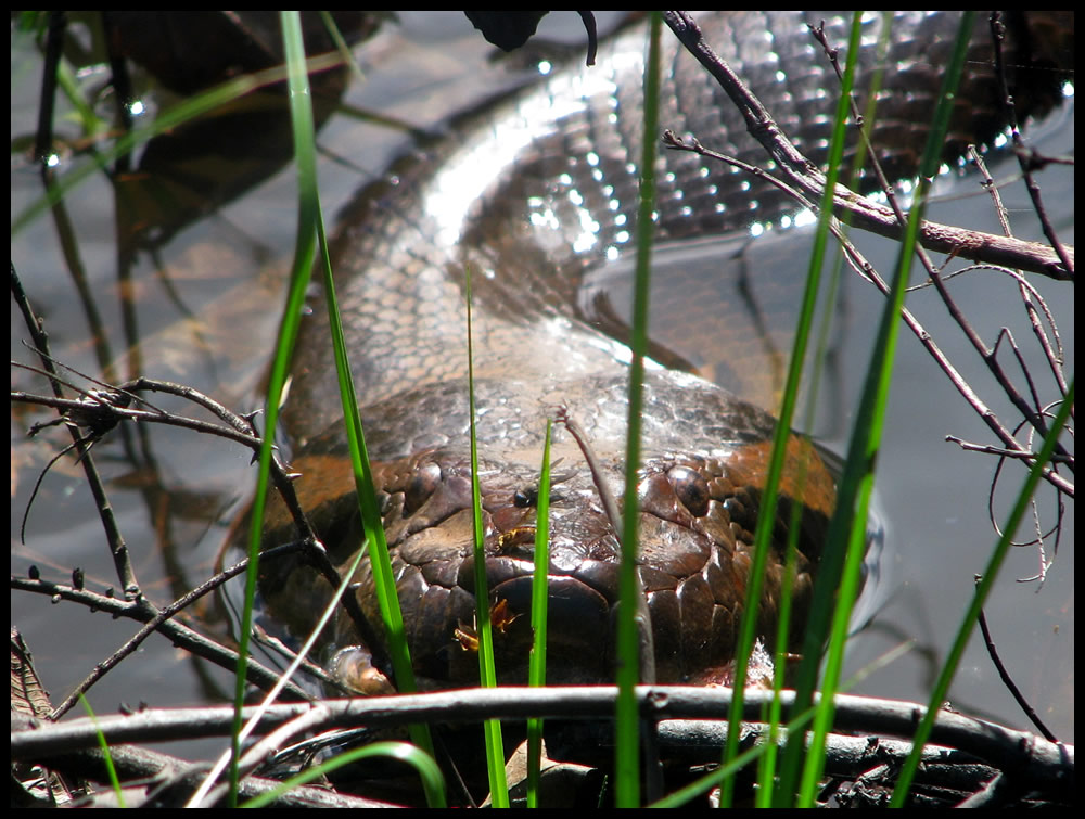 Green Anaconda face