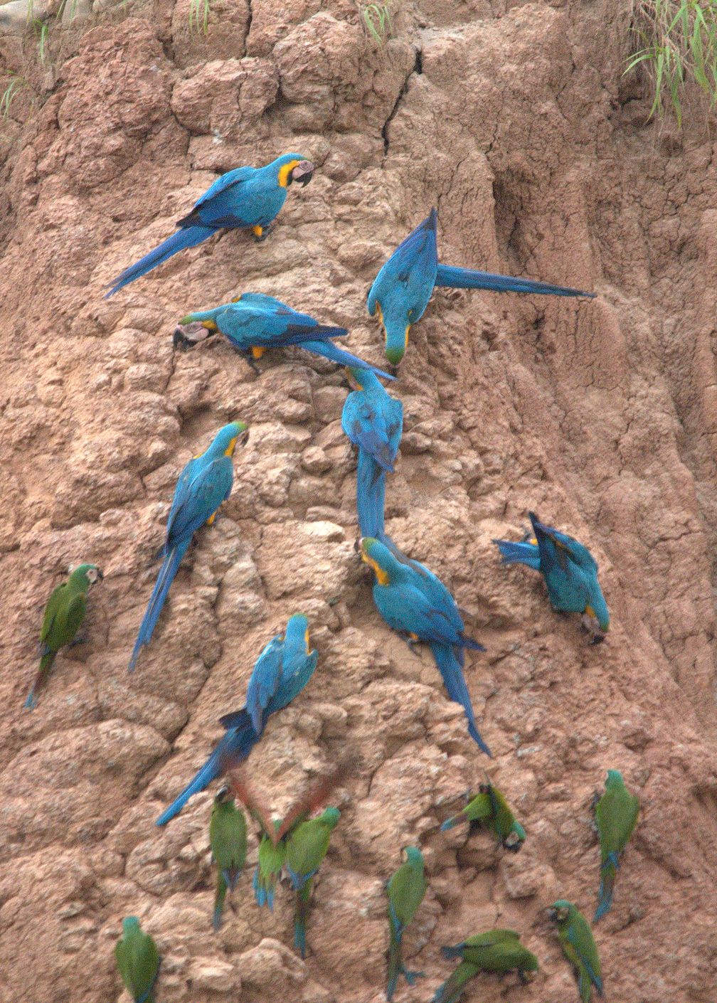 Group of Blue and Yellow Macaws at a Colpa in Tambopata