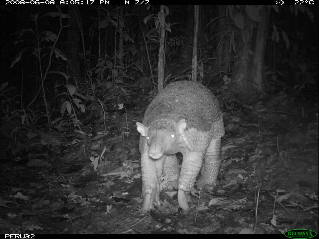 Giant Armadillo seen on hidden camera in Tambopata