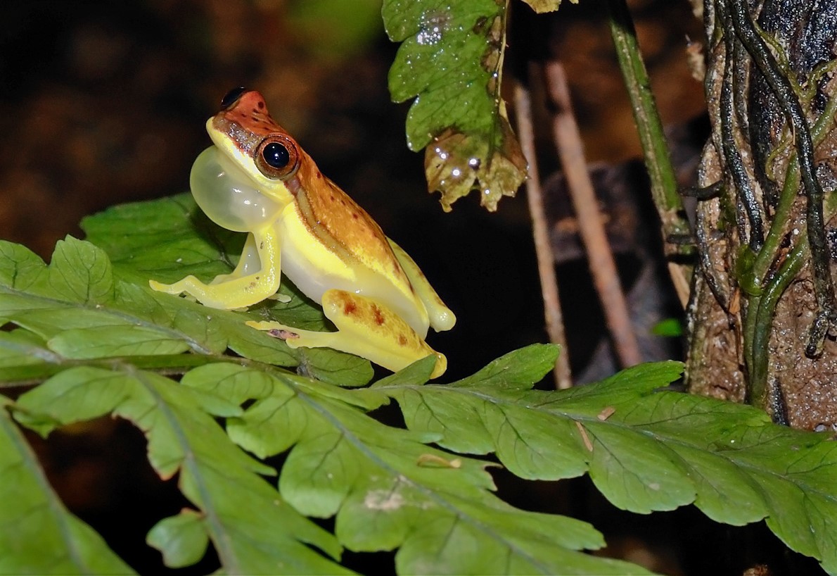 Jungle night walks