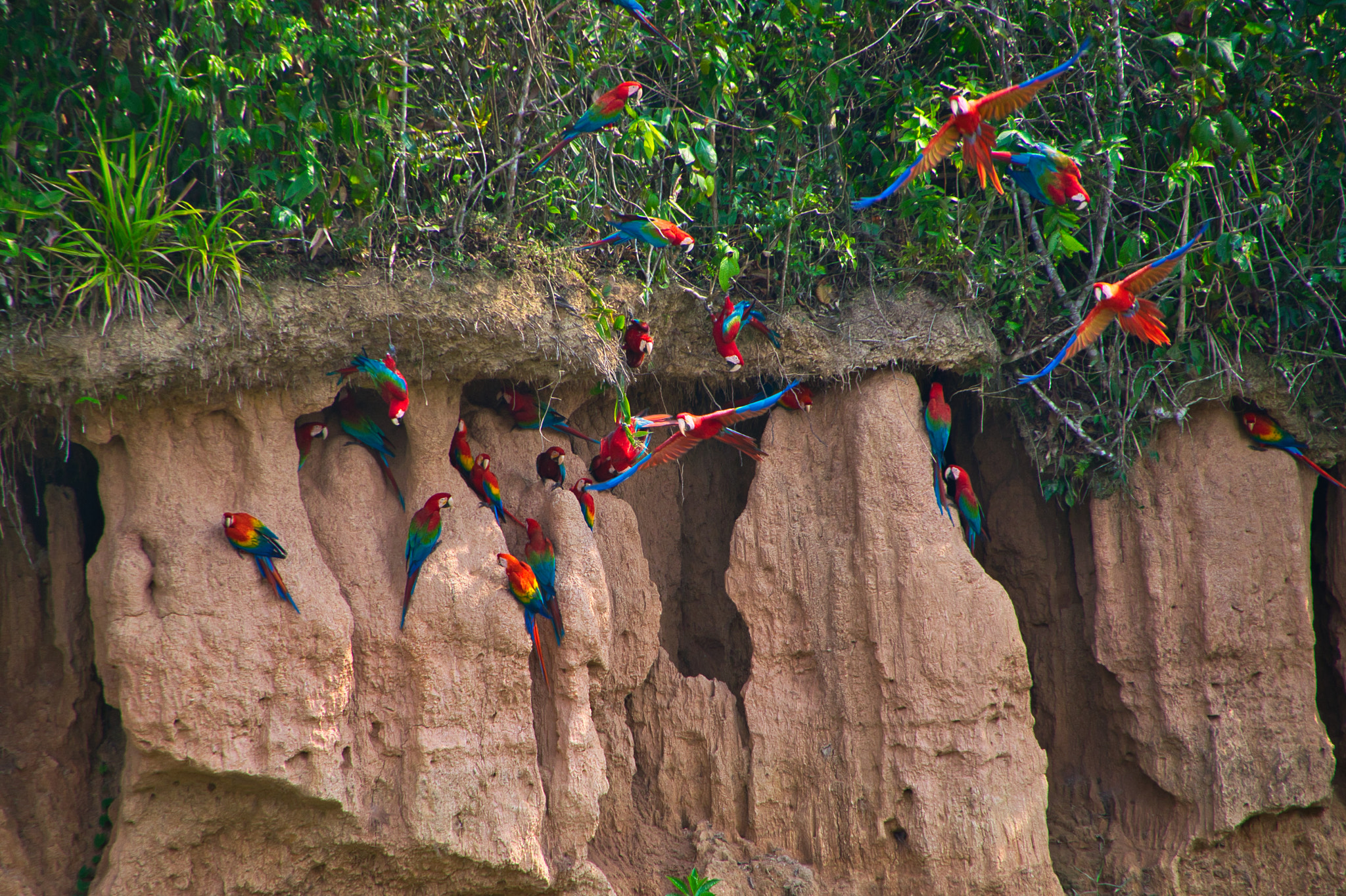 Macaw & Parrot Claylick