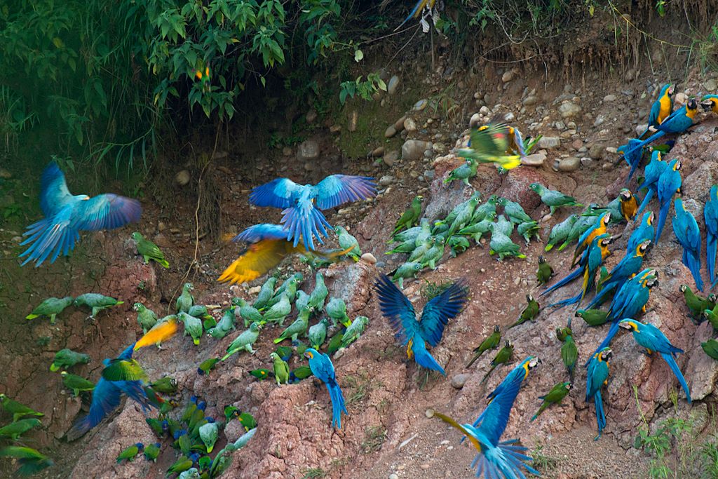 Macaws and other parrots at a Claylick in Tambopata, Peru