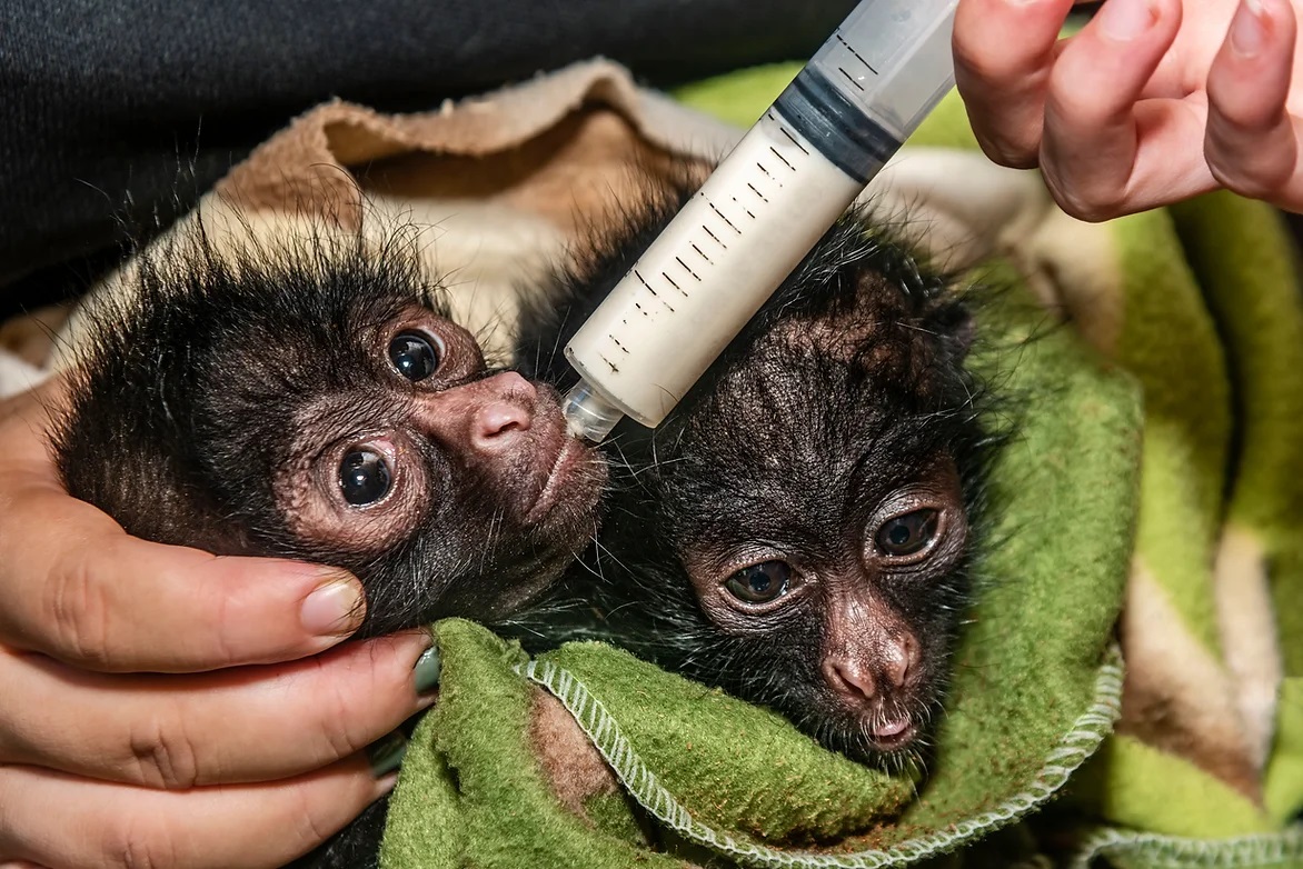 Monos bebé en el Centro de Rescate Animal de Taricaya