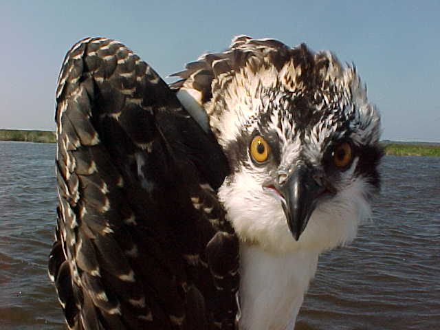 Osprey - close up of face