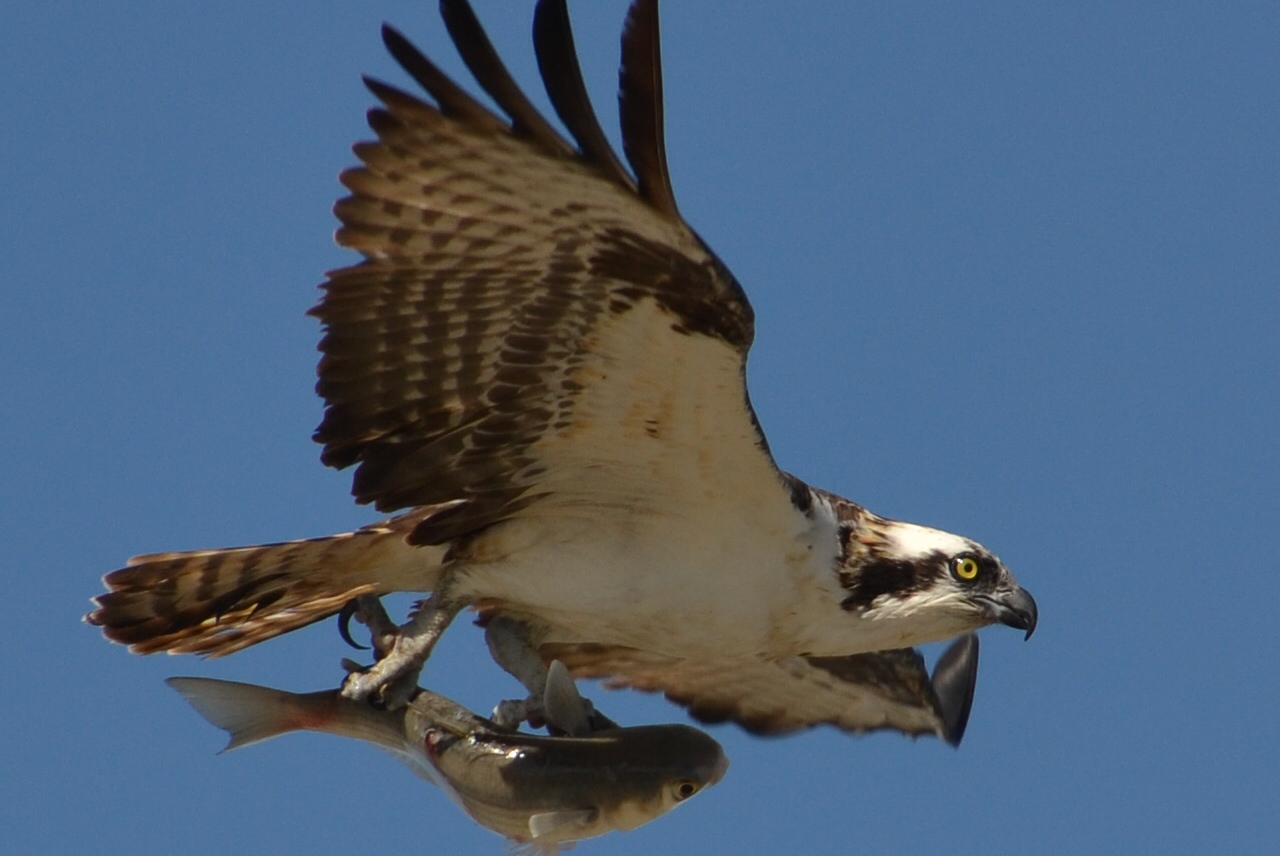 Osprey with fish in claws