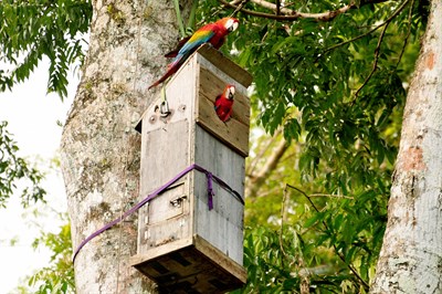 Pajarera para Guacamayos Escarlata construida por el Macaw Project
