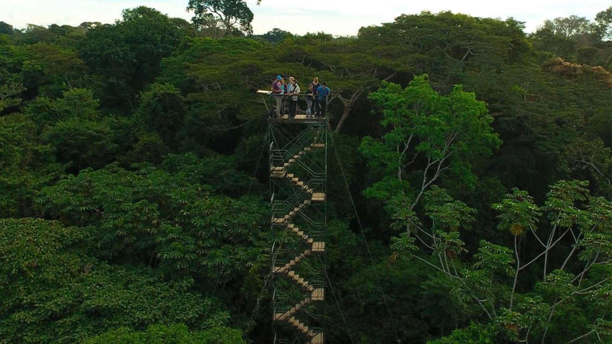 Tree top walks