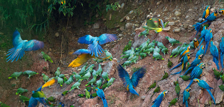 Group of macaws at Colorado Clay Lick