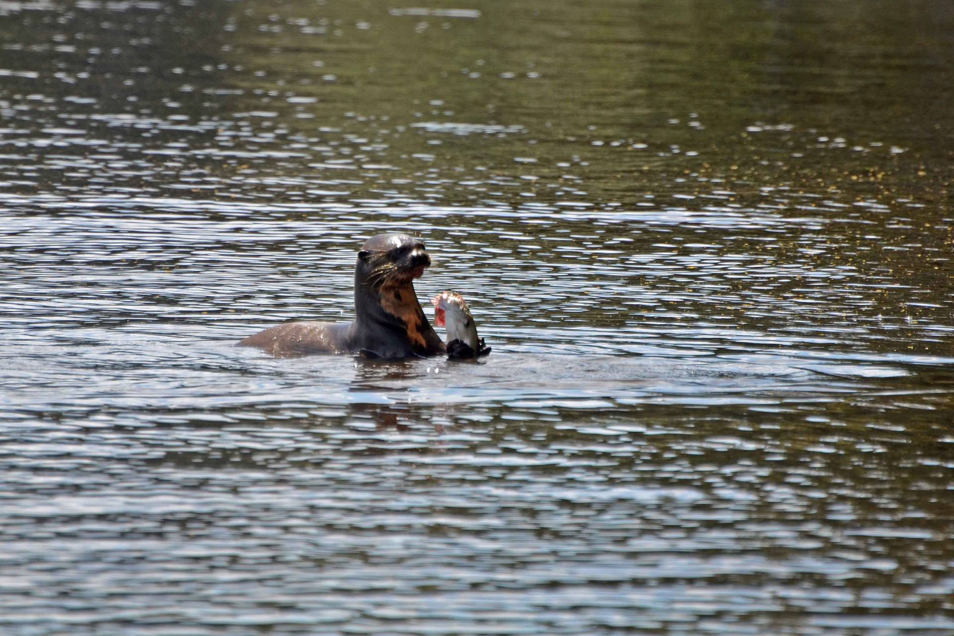 Giant Amazon River Otter fishing