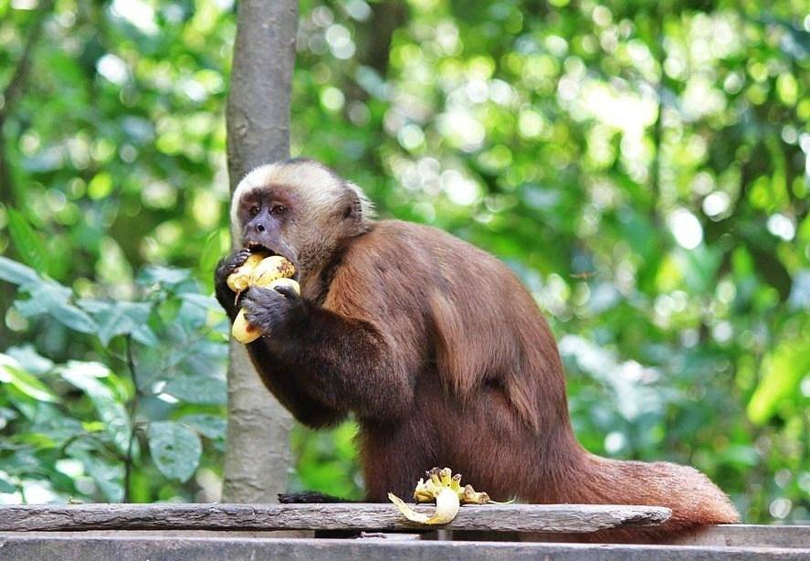 Monkey eating