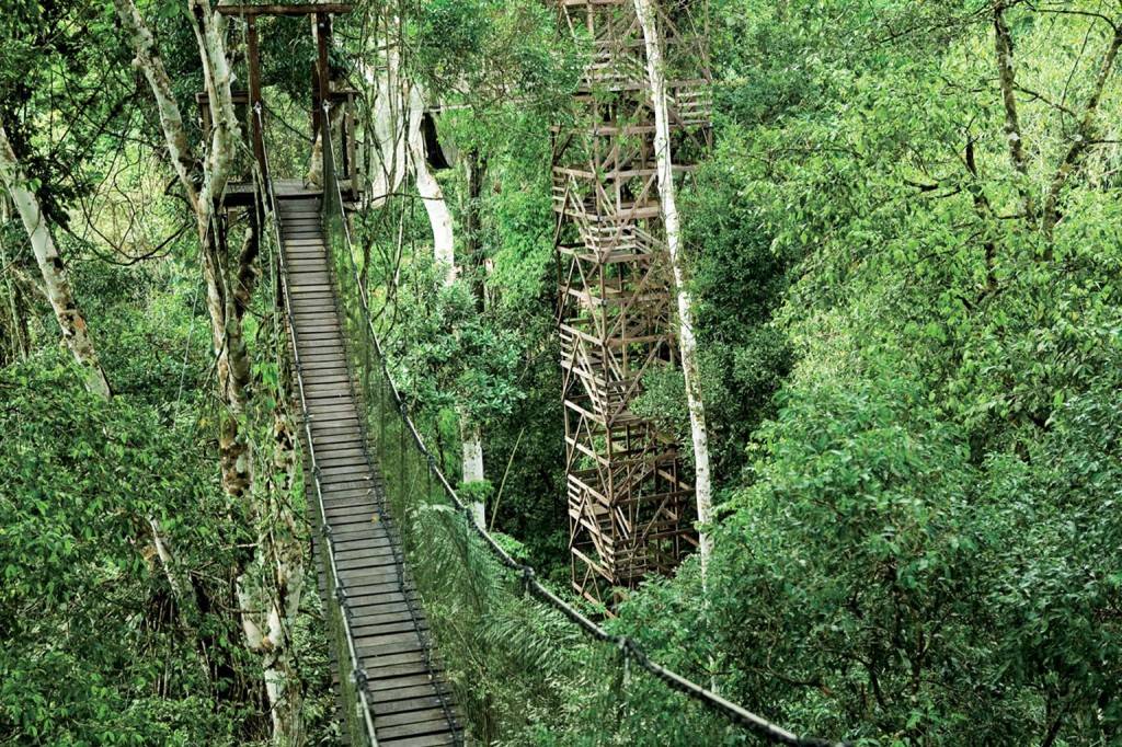 Inkaterra Canopy Walkway and Tower