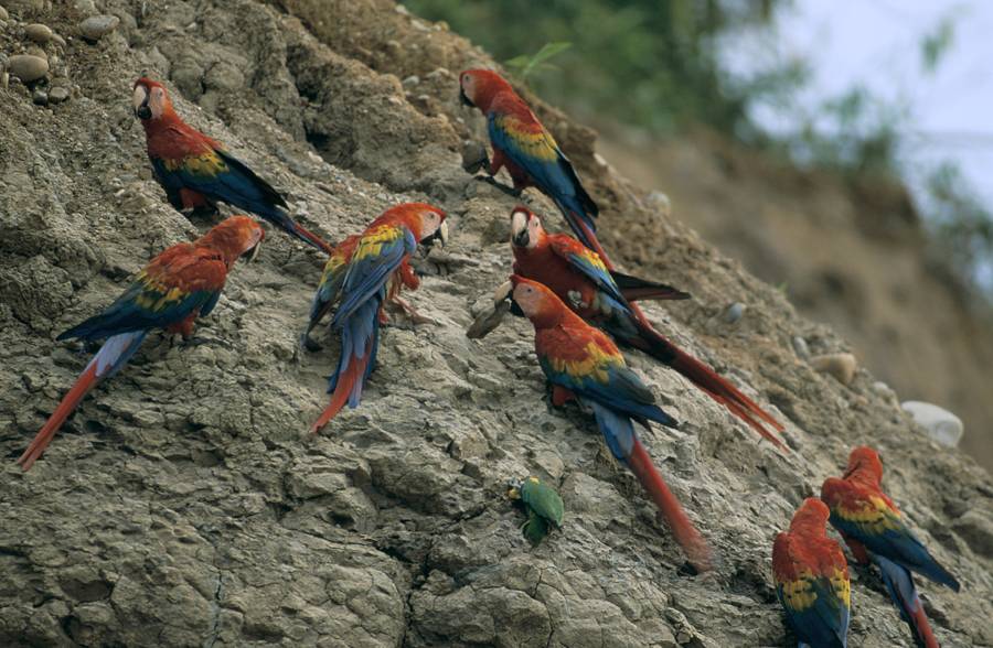 Scarlet Macaws at a Clay Lick