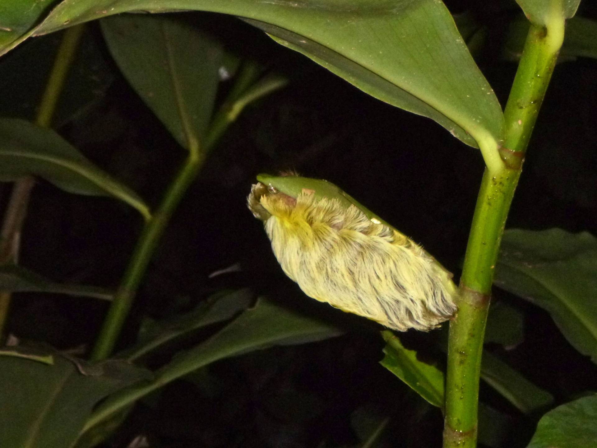 Megalopygid Moth Caterpillar