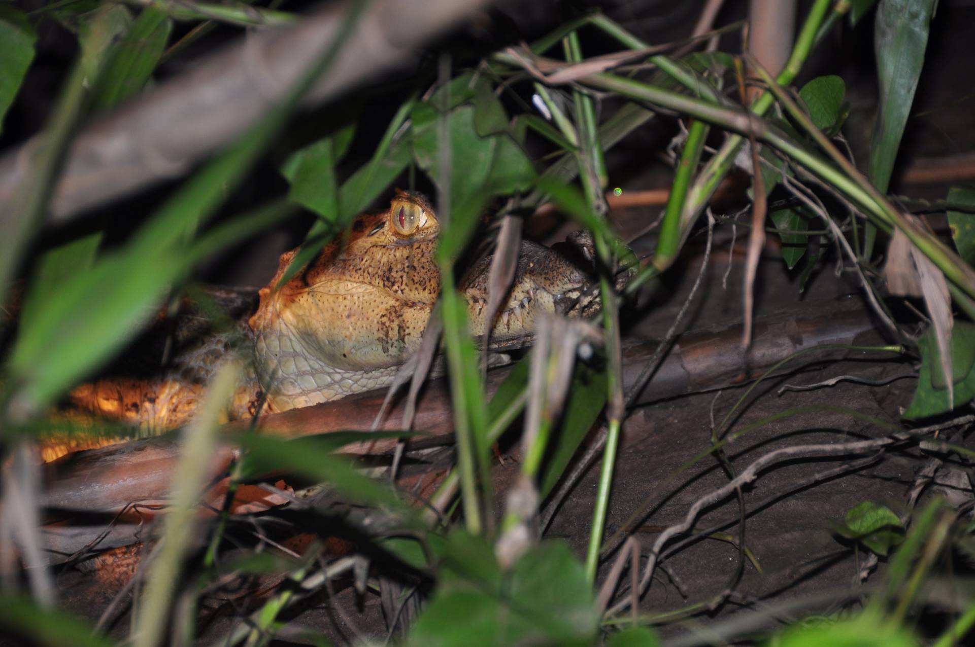Caiman spotted on a caimaneada