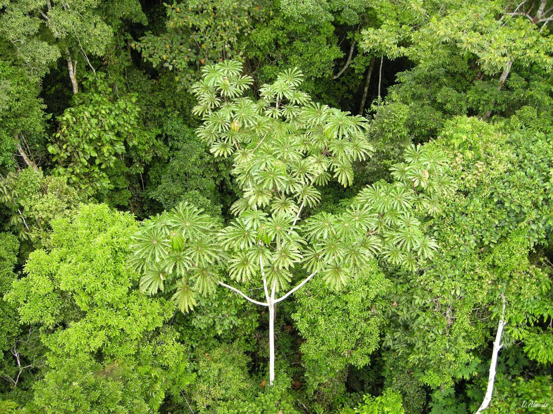 View from Refugio Amazonas canopy tower