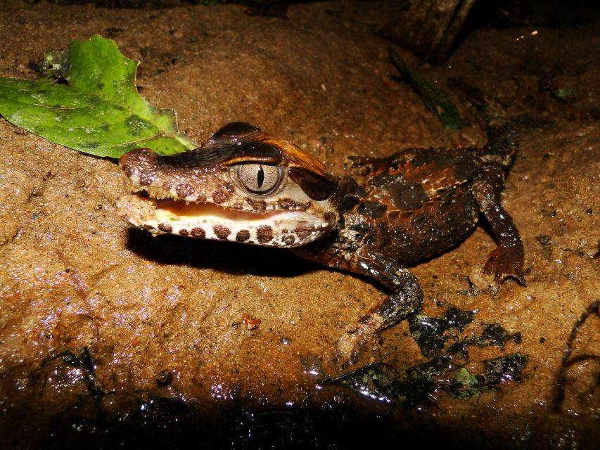 Small caiman in Tambopata