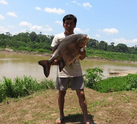 Big fish caught in Amazon - Tambopata National Reserve
