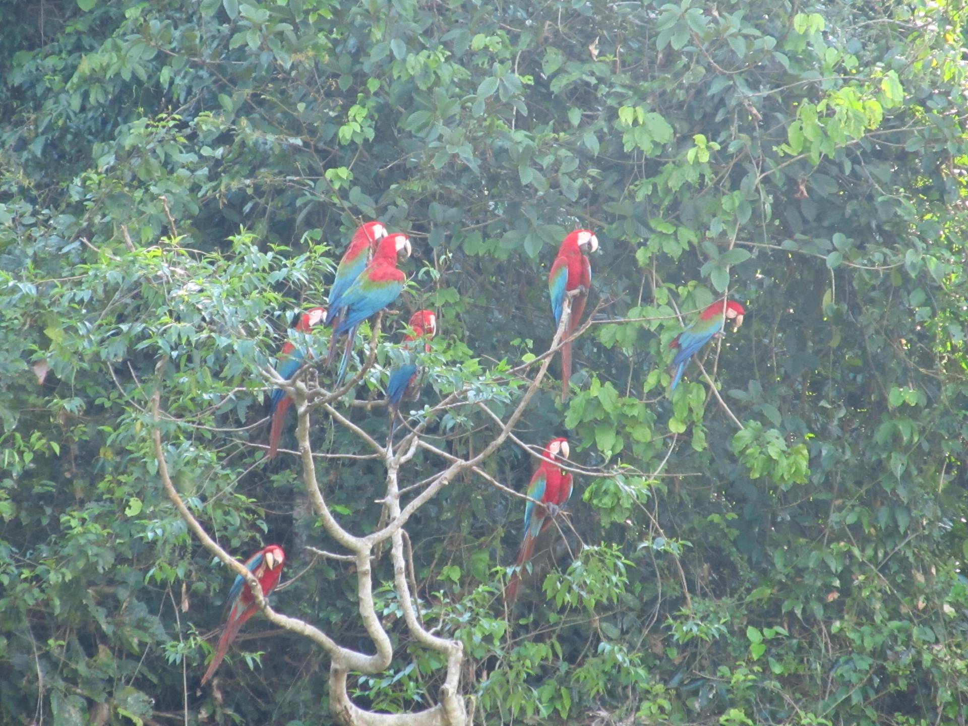 Guacamayos Rojo y Verde en el Río Tambopata
