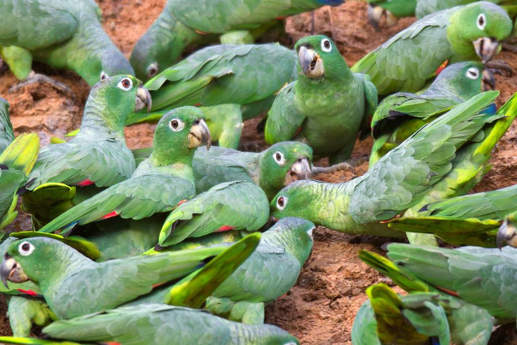 Mealy Amazons at a Clay Lick