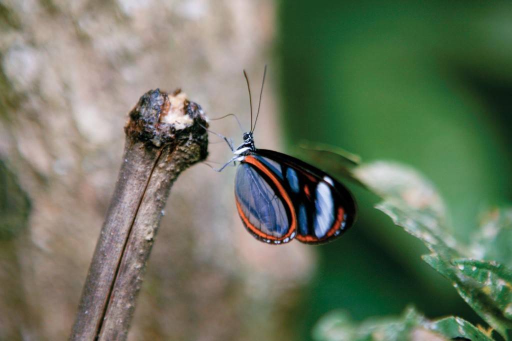 Oleria Butterfly at Butterfly House