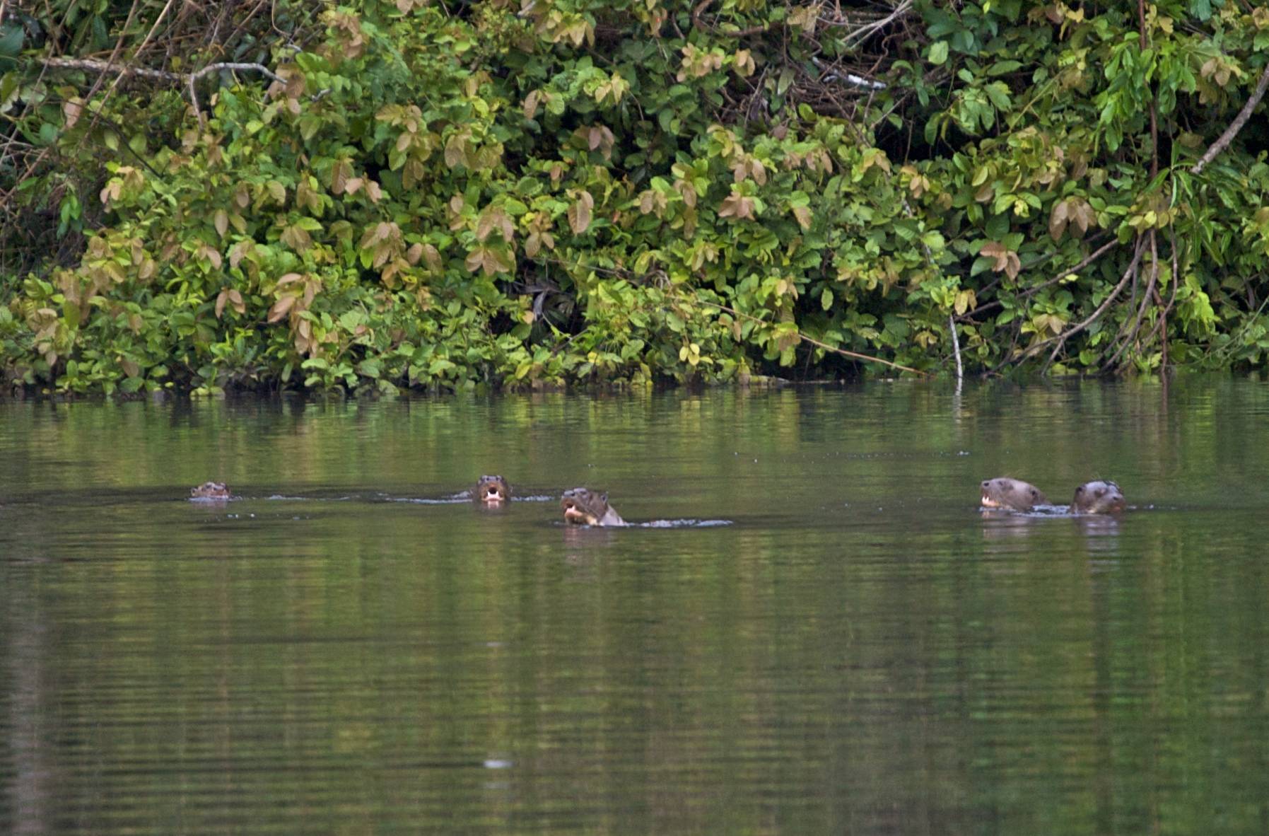 Nutrias gigantes amazonicas en Lago Tres Chimbadas
