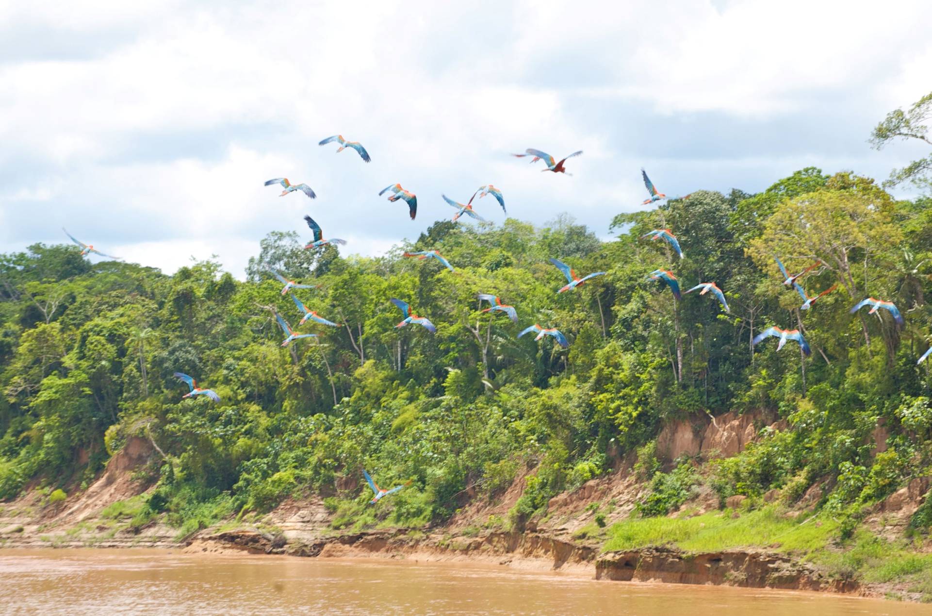 Scarlet Macaws flying